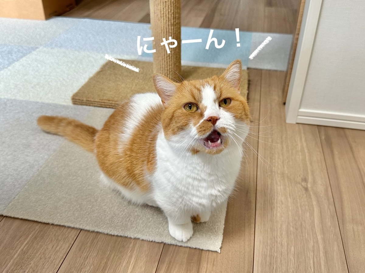 見つめるるるちゃん2