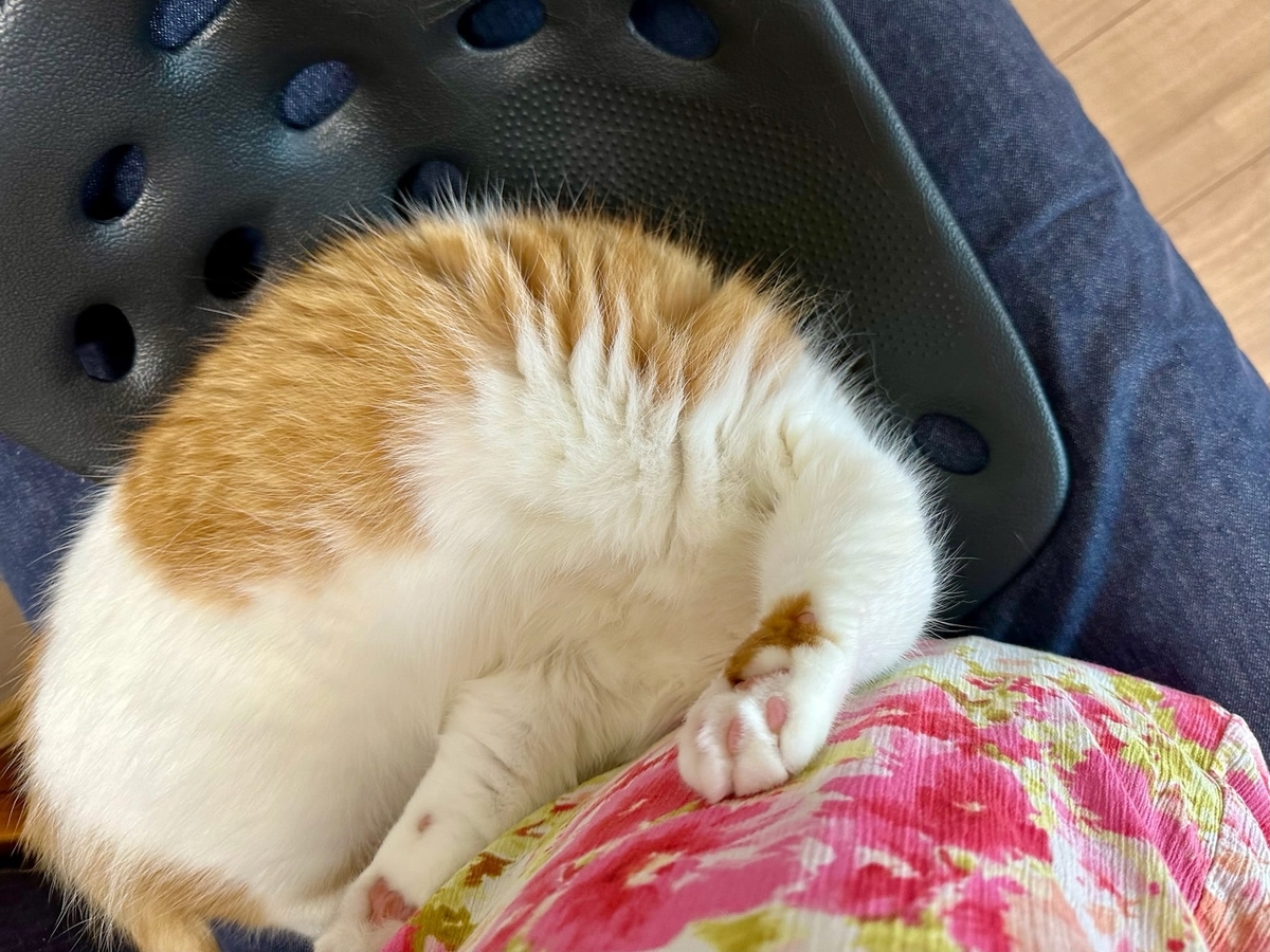 飼い主にくっつくるるちゃん2