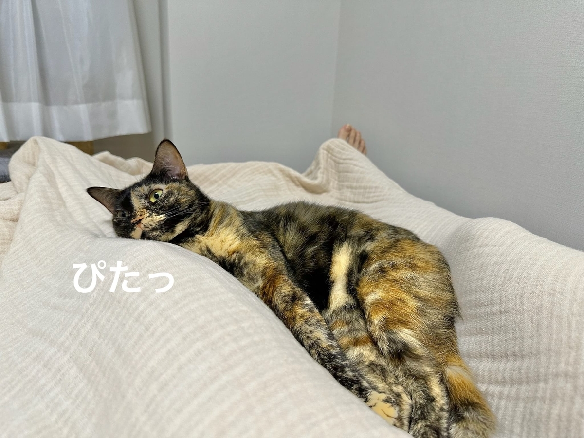 飼い主にくっつくもなちゃん