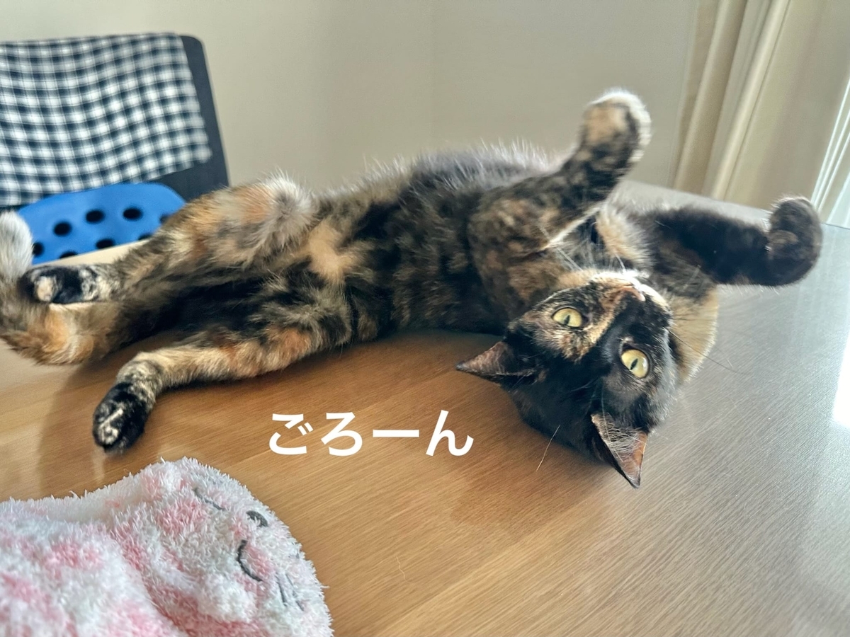 テーブルでのびるもなちゃん