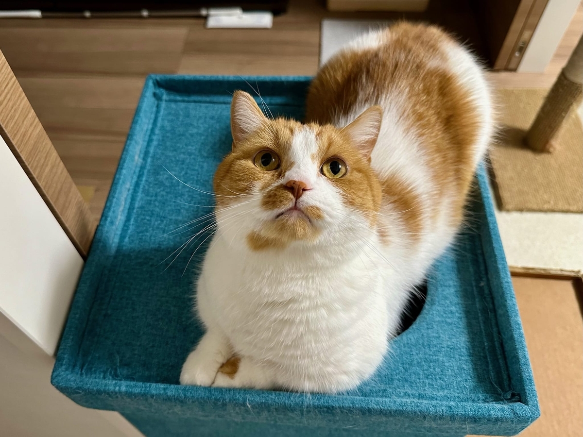 キャットハウスの上のるるちゃん4