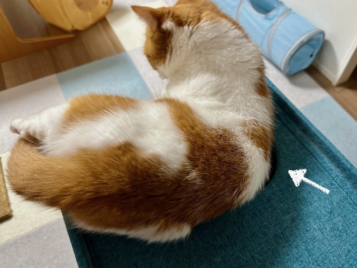 キャットハウスの上のるるちゃん3