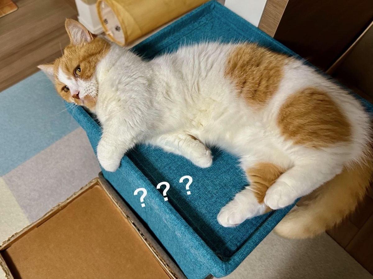 キャットハウスの上のるるちゃん1