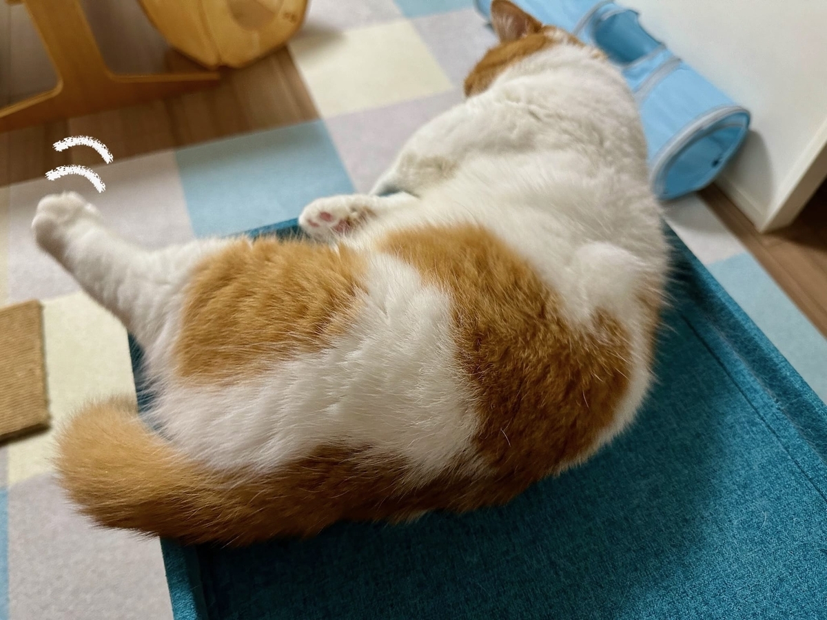 キャットハウスの上のるるちゃん2