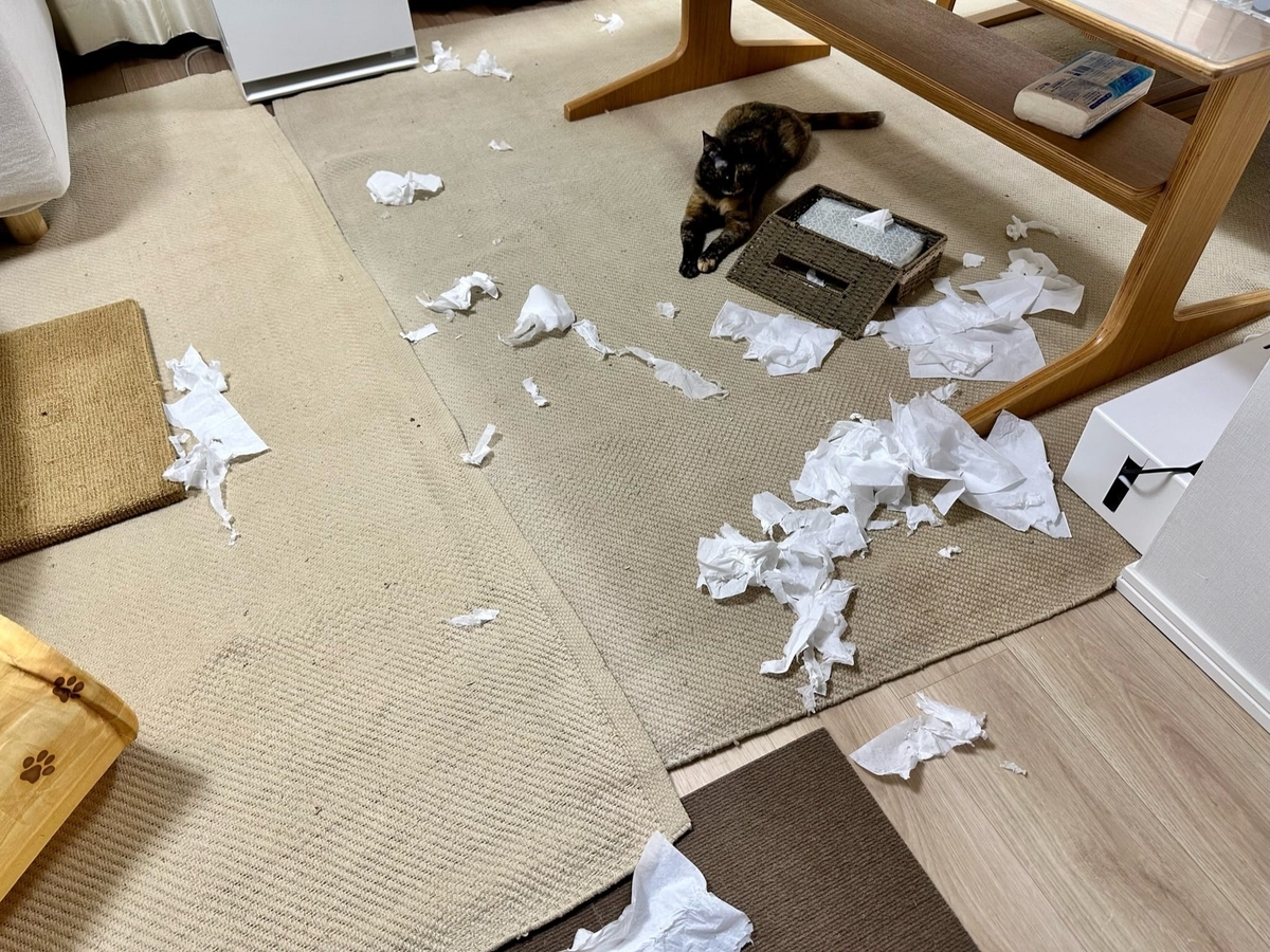 ティッシュを散らかすもなちゃん