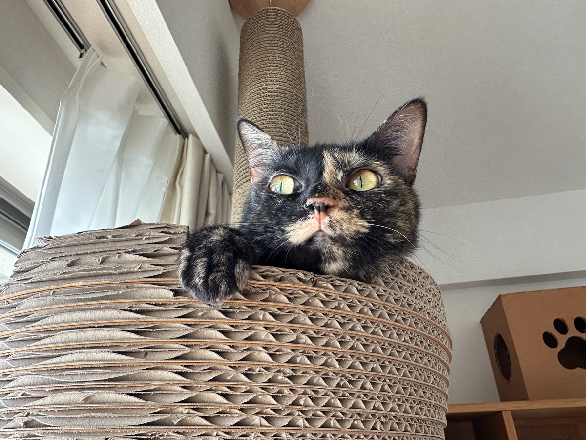 サビ猫もなちゃん