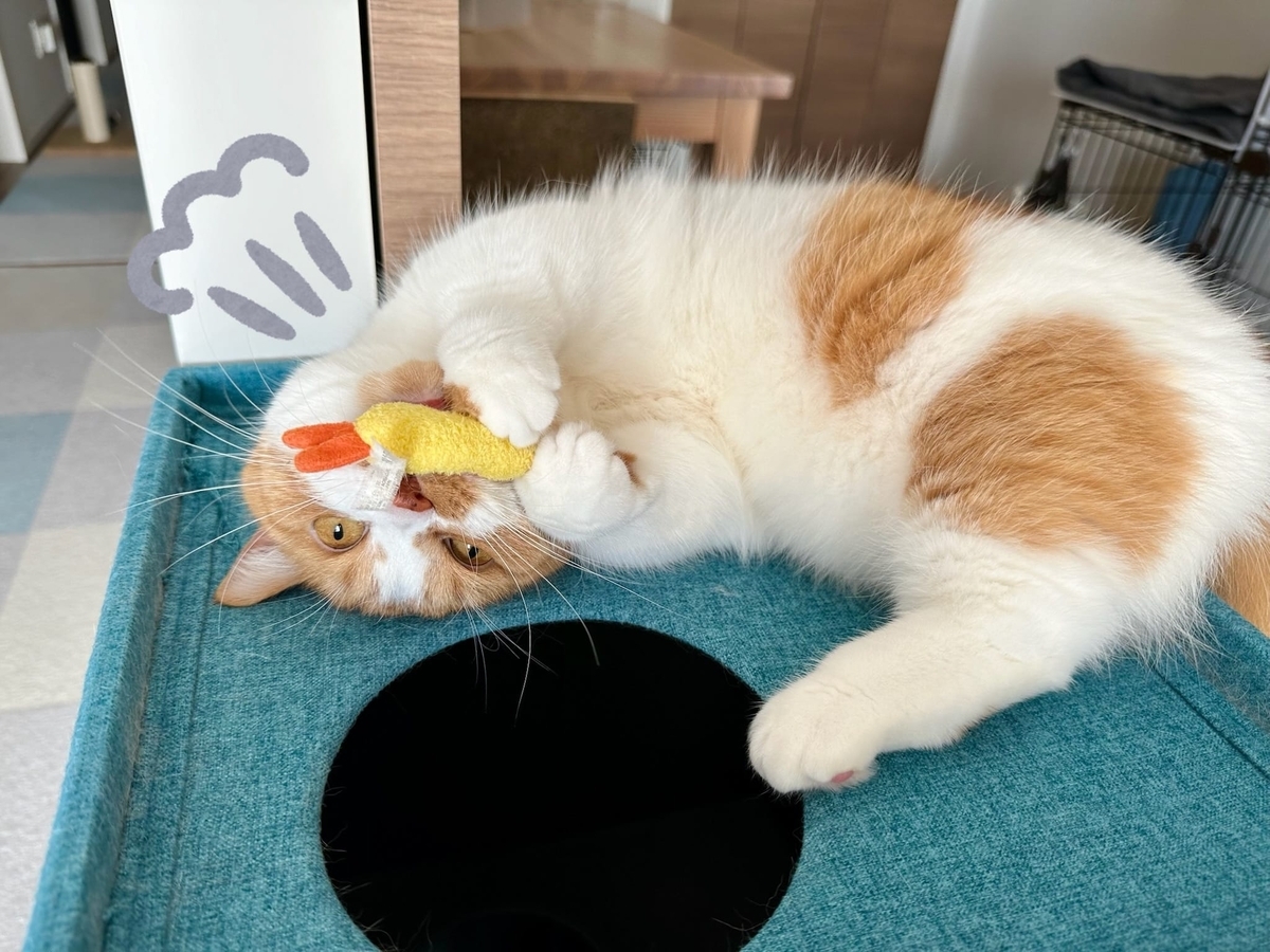 おもちゃで遊ぶるるちゃん