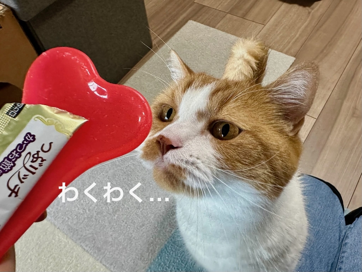 おやつを見つめるるるちゃん