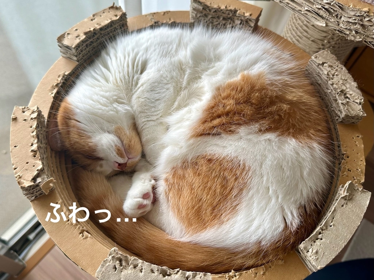 まんまるるるちゃん