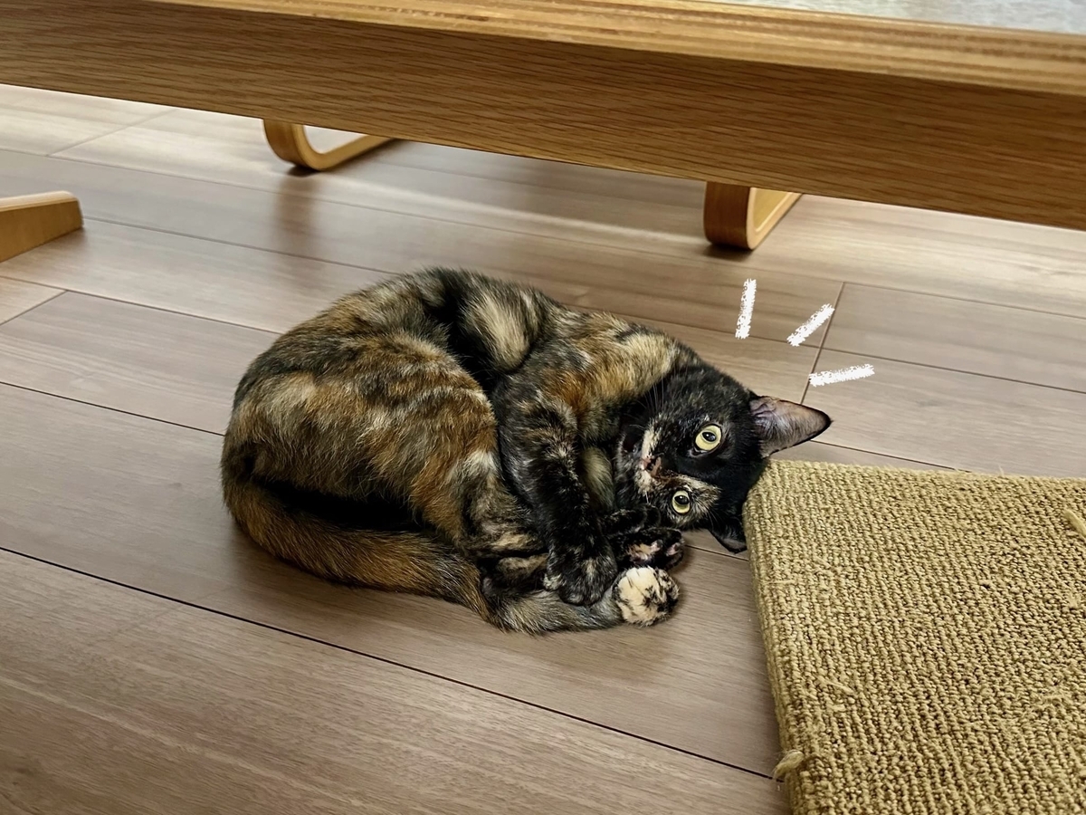 床暖で転がるもなちゃん1