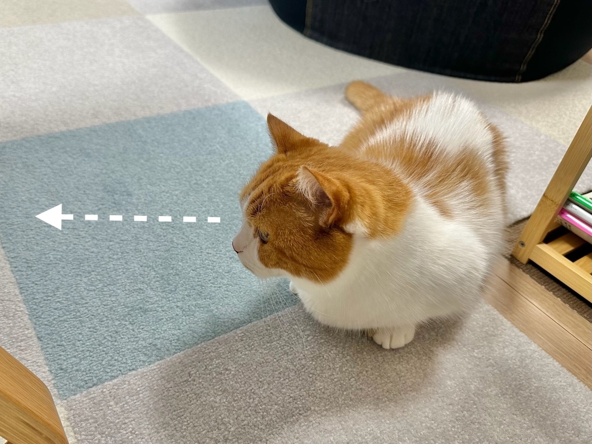 見つめるるるちゃん