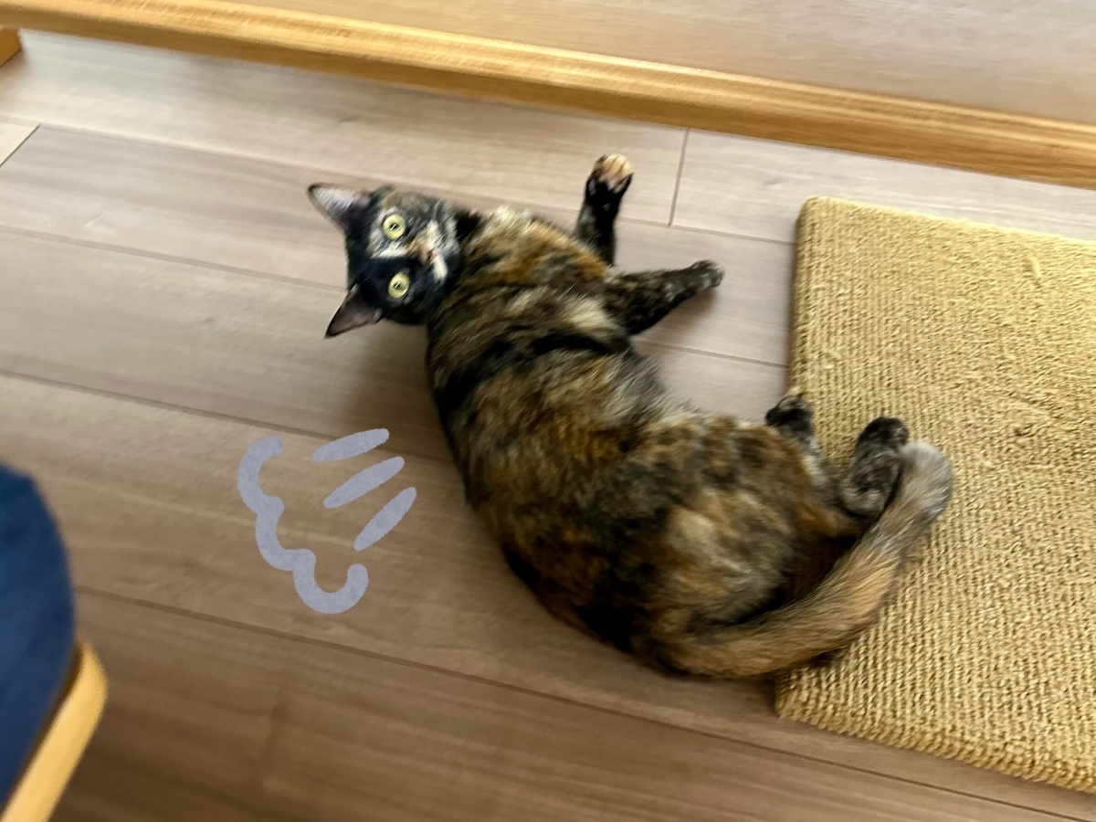 床暖で転がるもなちゃん2