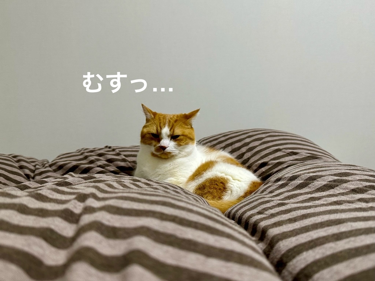 足元のるるちゃん