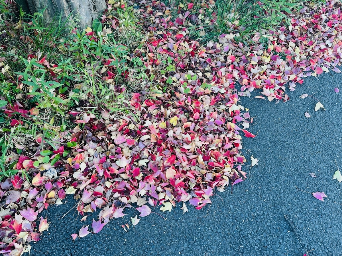 落ち葉