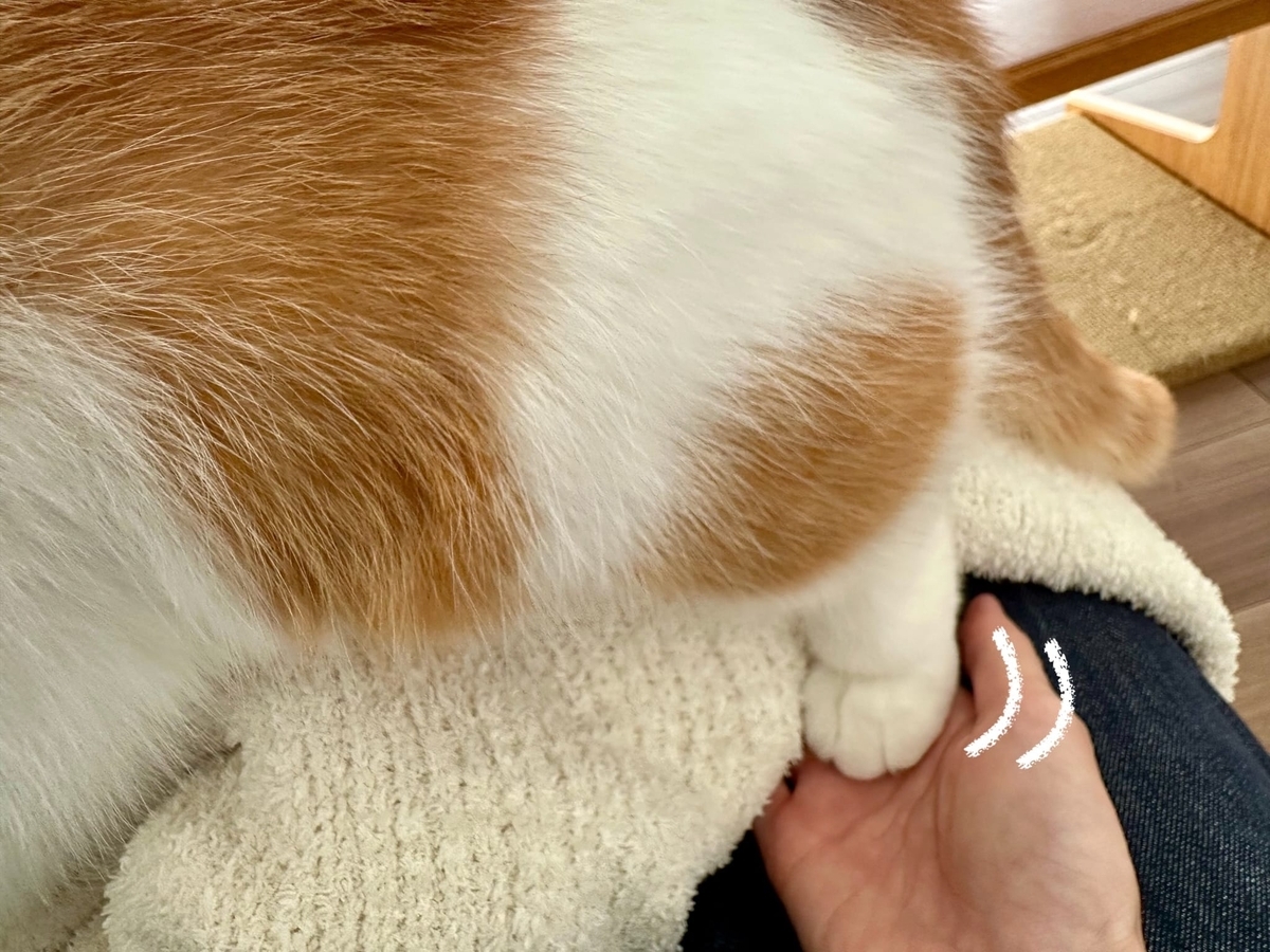 ふみふみするるるちゃん2