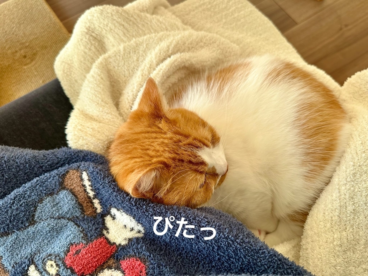 くっつくるるちゃん