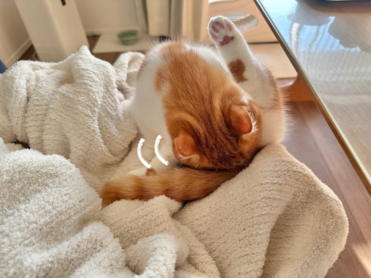 毛繕い中のるるちゃん