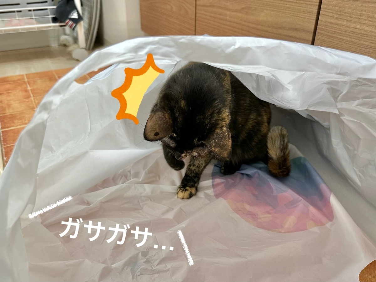 袋にINするもなちゃん2