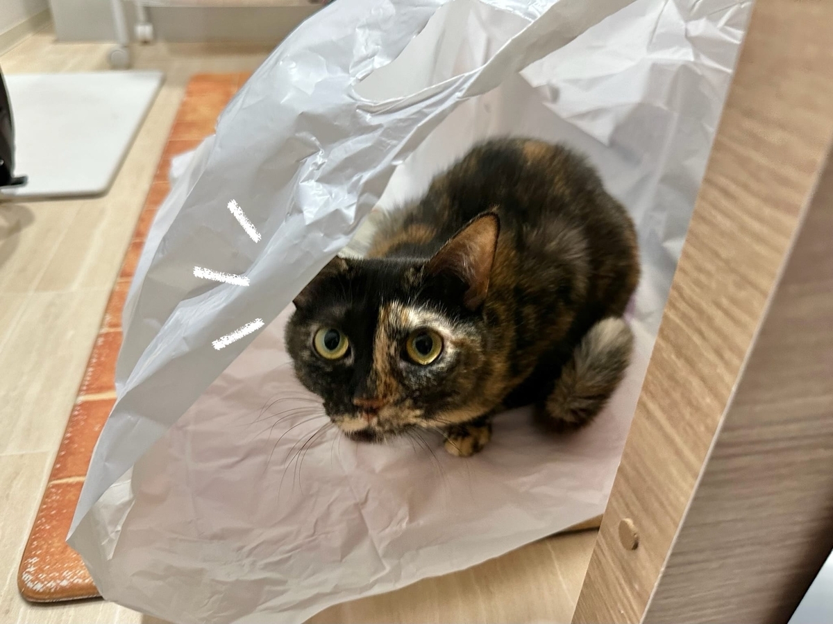 袋にINするもなちゃん1