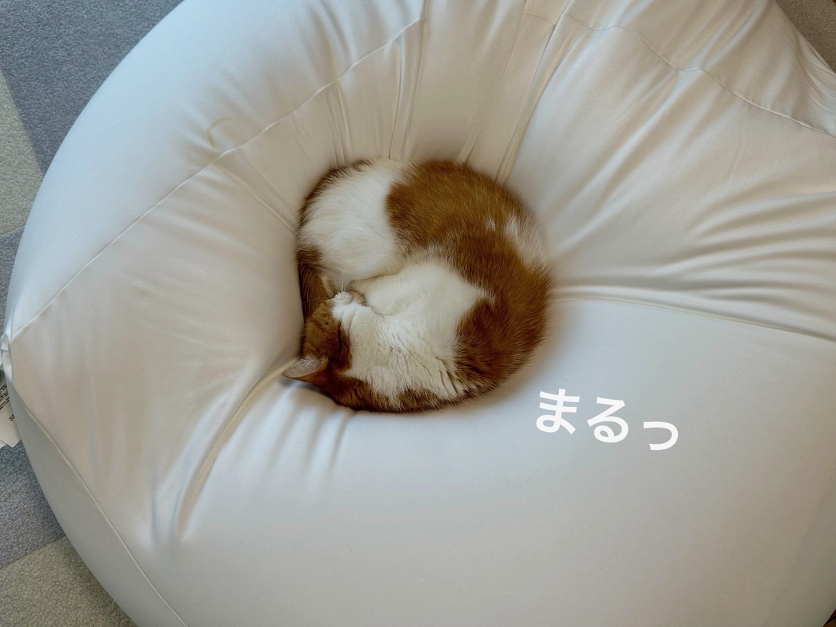 無印のクッションの上のるるちゃん1