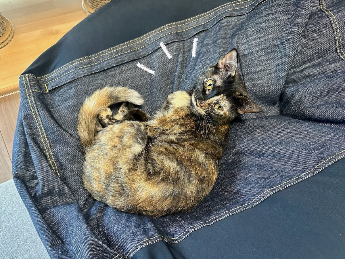 無印のクッションの上のもなちゃん