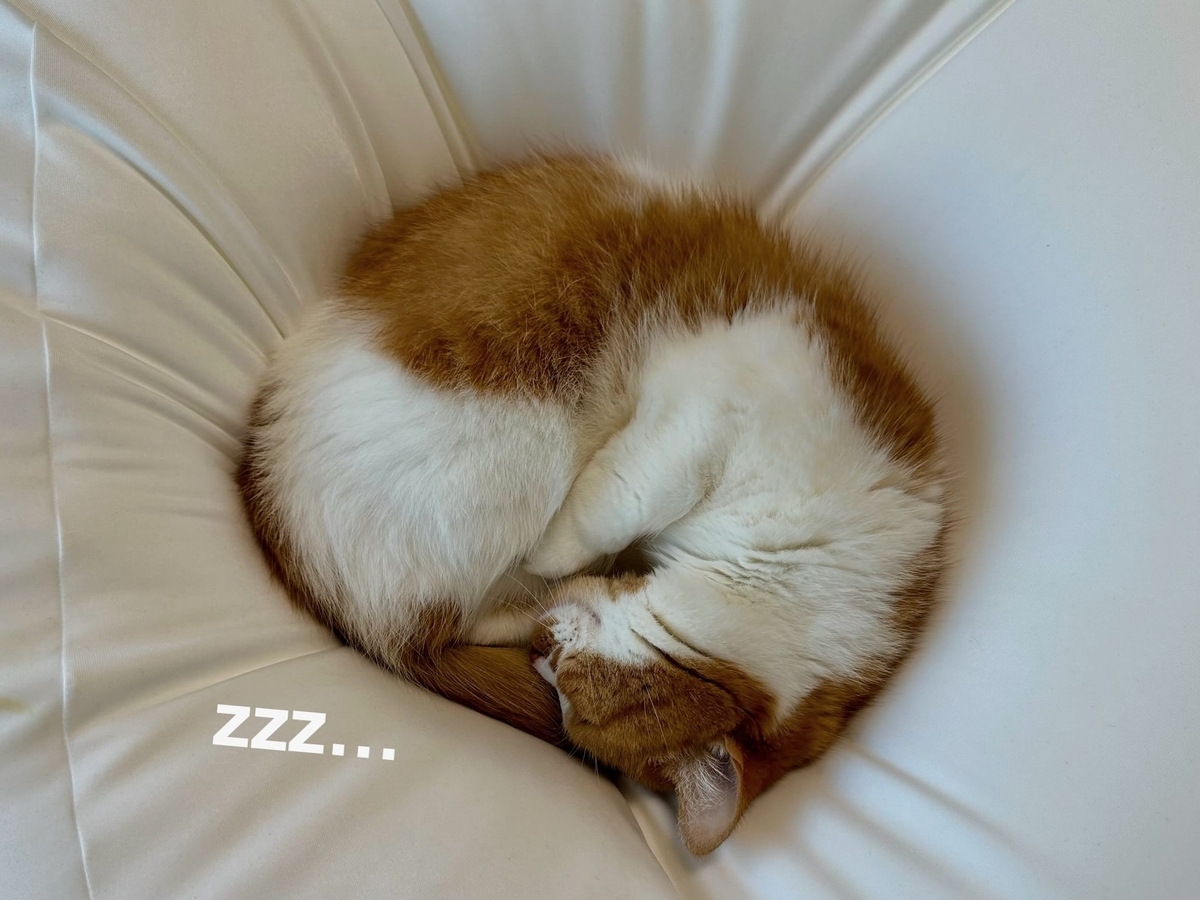 無印のクッションの上のるるちゃん2