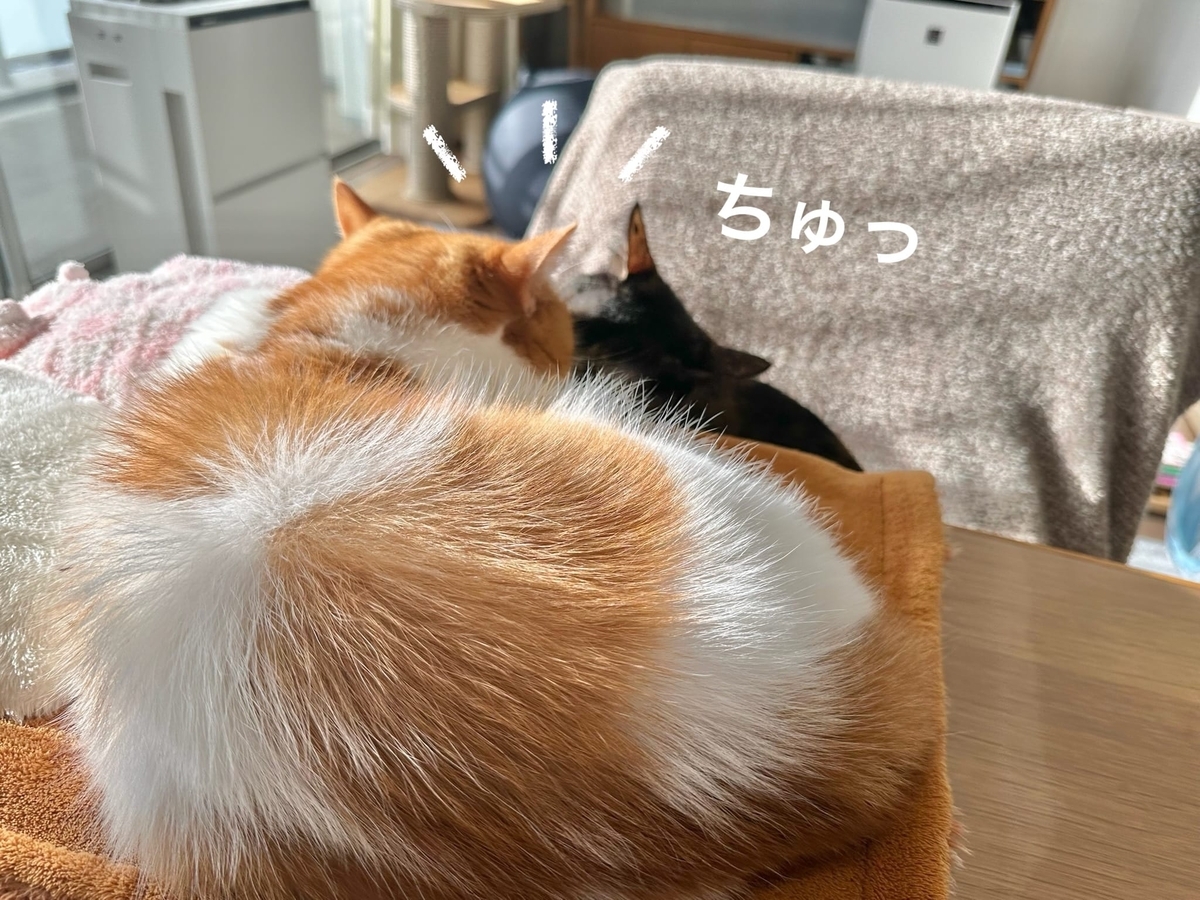 るるもなの鼻ちゅー