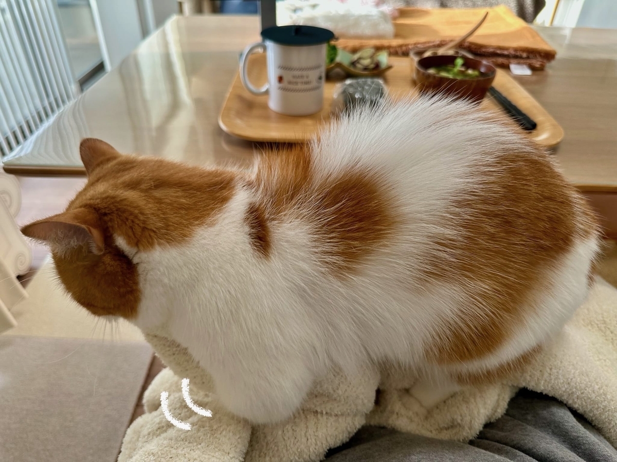 お膝でふみふみするるるちゃん