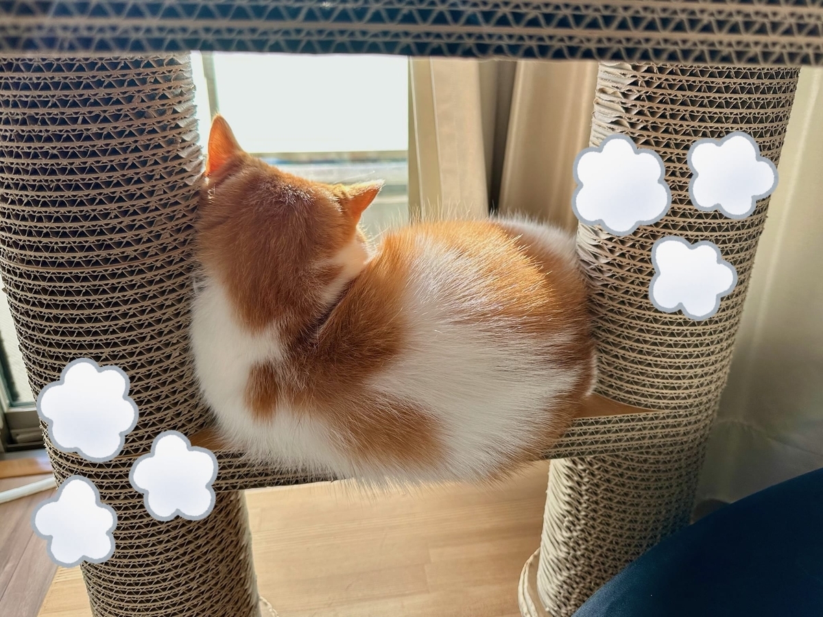 日向ぼっこ中のるるちゃん