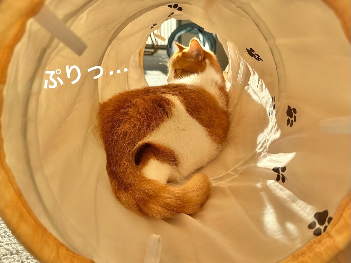 トンネル猫のるるちゃん2