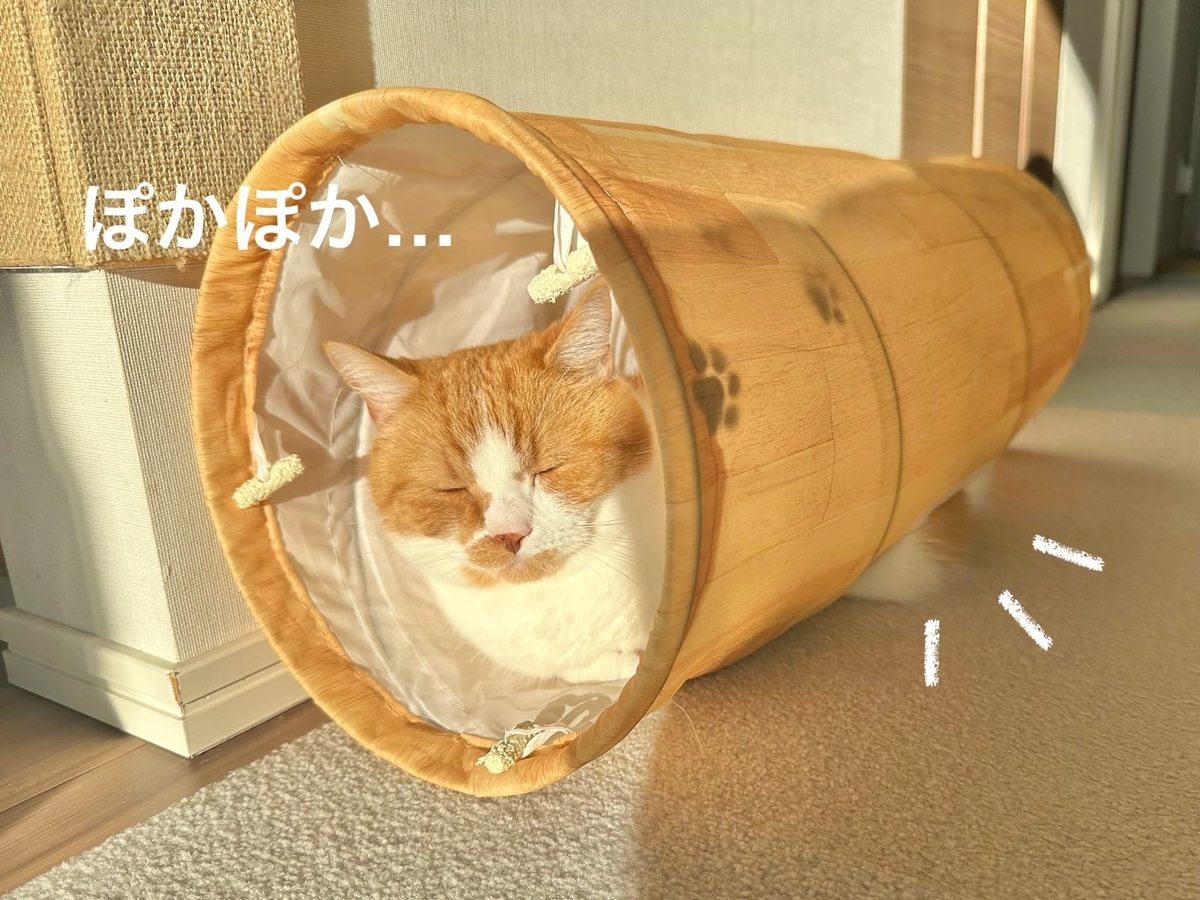 トンネル猫のるるちゃん1