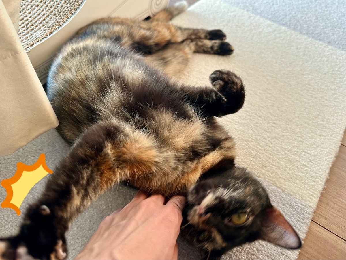 もなちゃんの猫パンチ