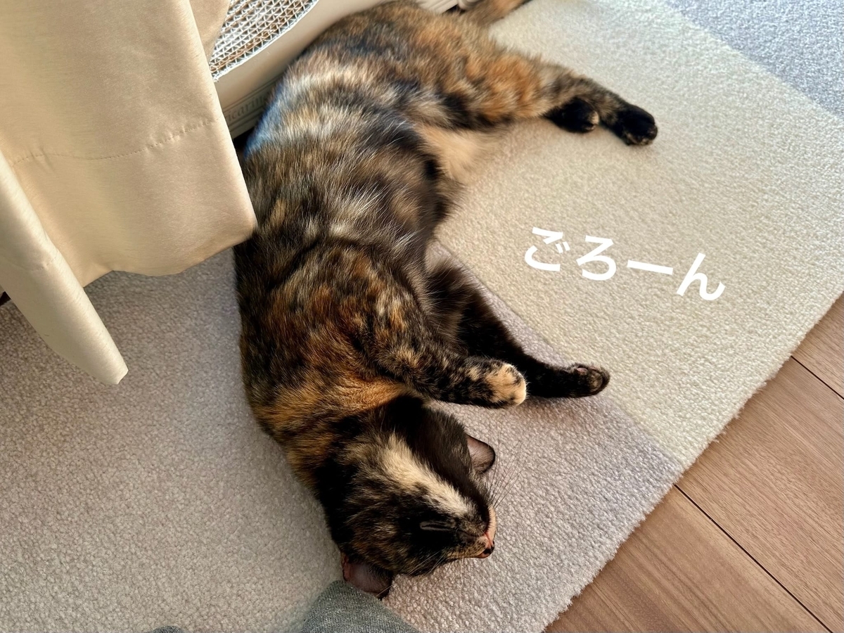 床に転がるもなちゃん