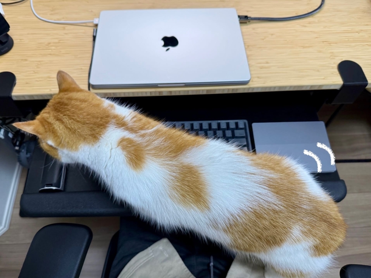 お膝猫るるちゃん1