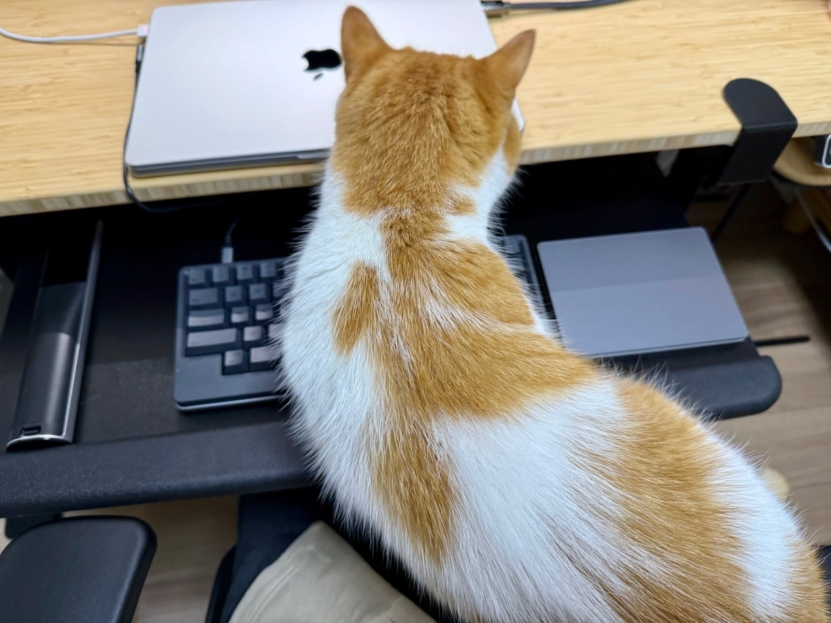 お膝猫るるちゃん2