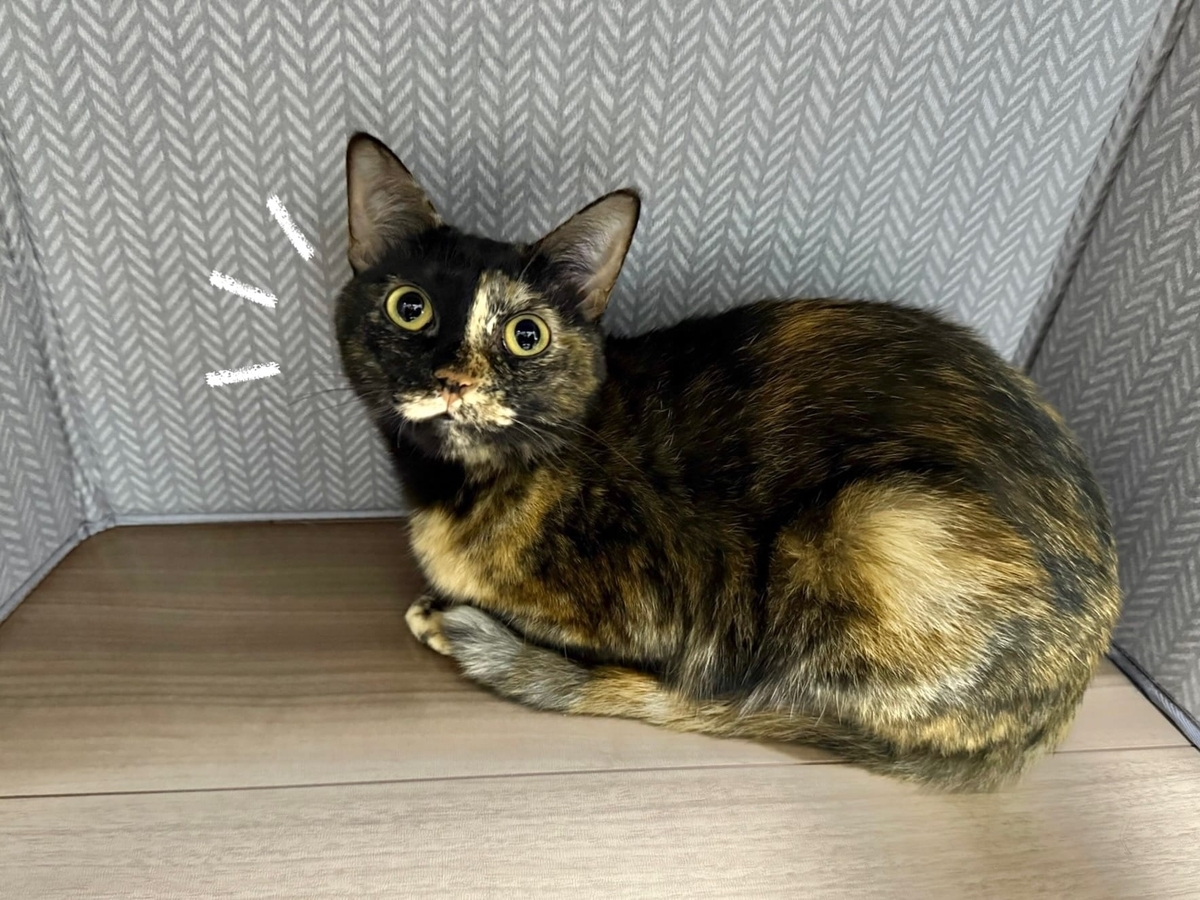 足元ヒーターで温まるもなちゃん2