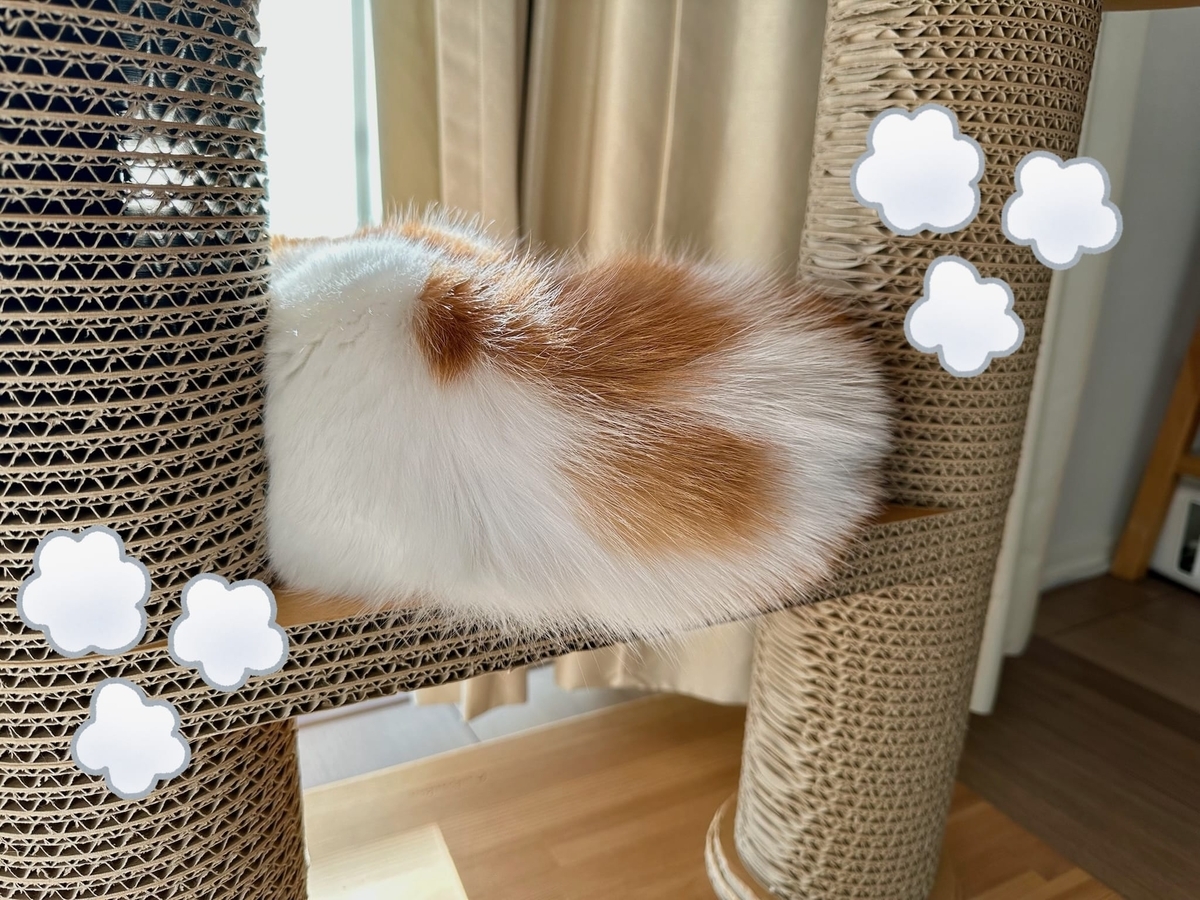 日向ぼっこ中のるるちゃん1