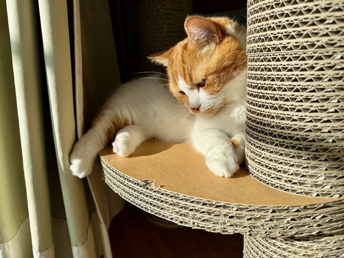 日向ぼっこ中のるるちゃん2