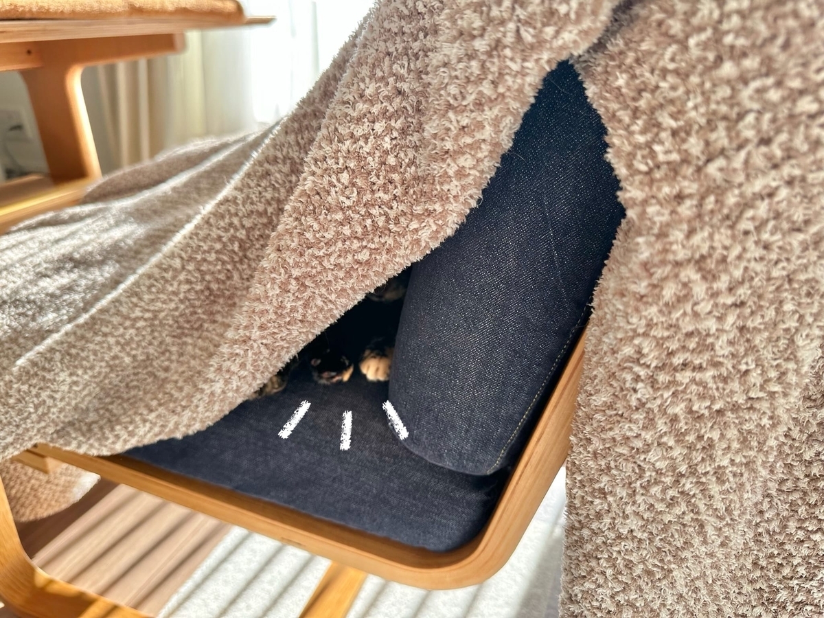 毛布に潜むもなちゃん1