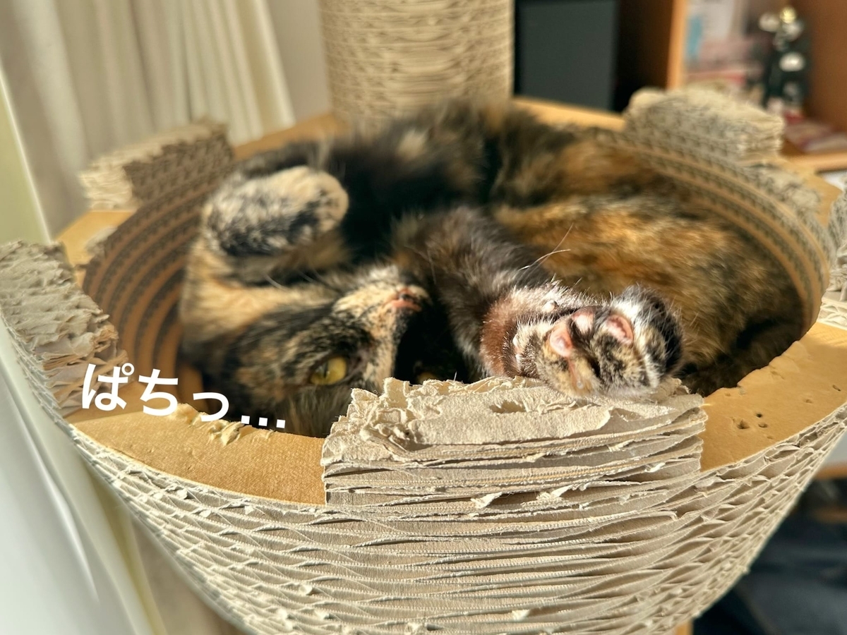 キャットタワーのるるもな3