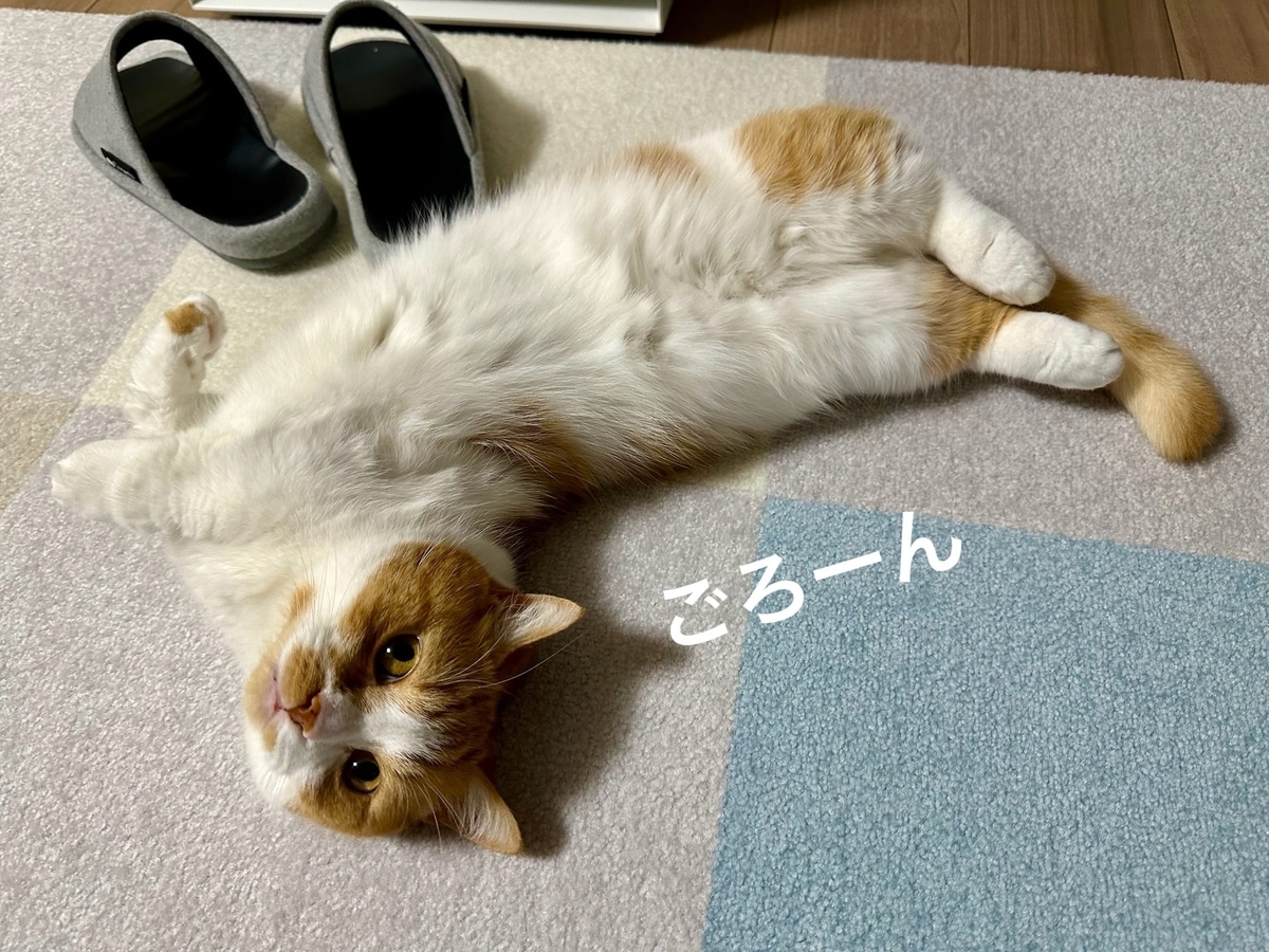 筋トレーナーるるちゃん4