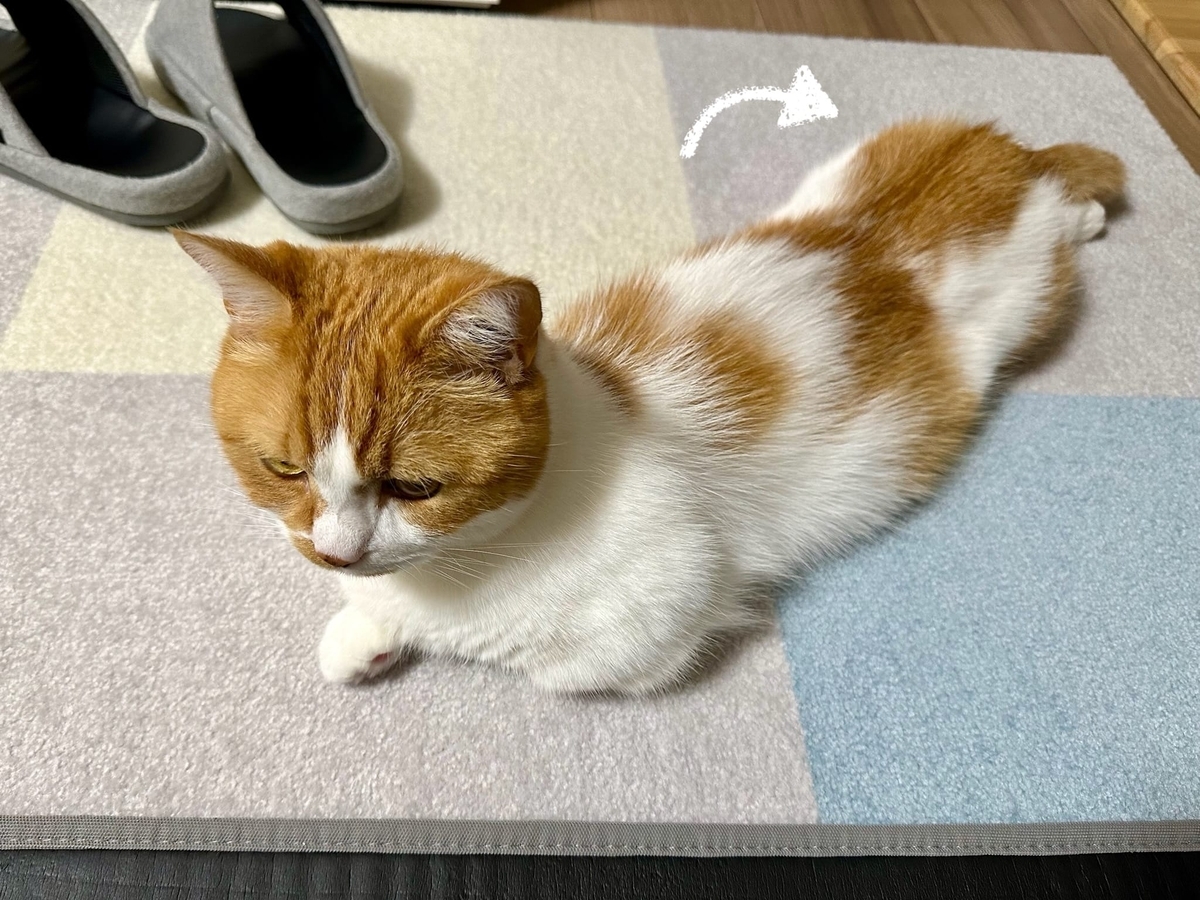 筋トレーナーるるちゃん2