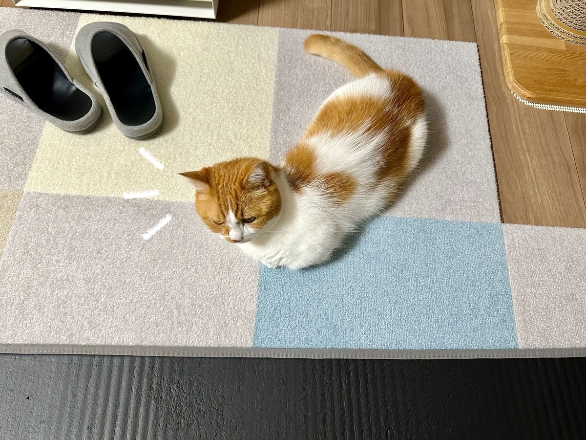 筋トレーナーるるちゃん1