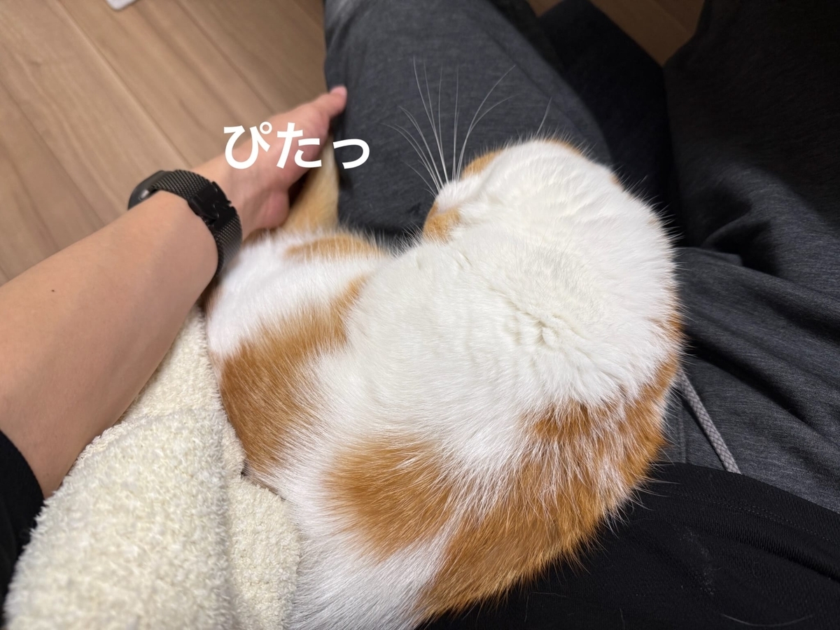 くっつくるるちゃん
