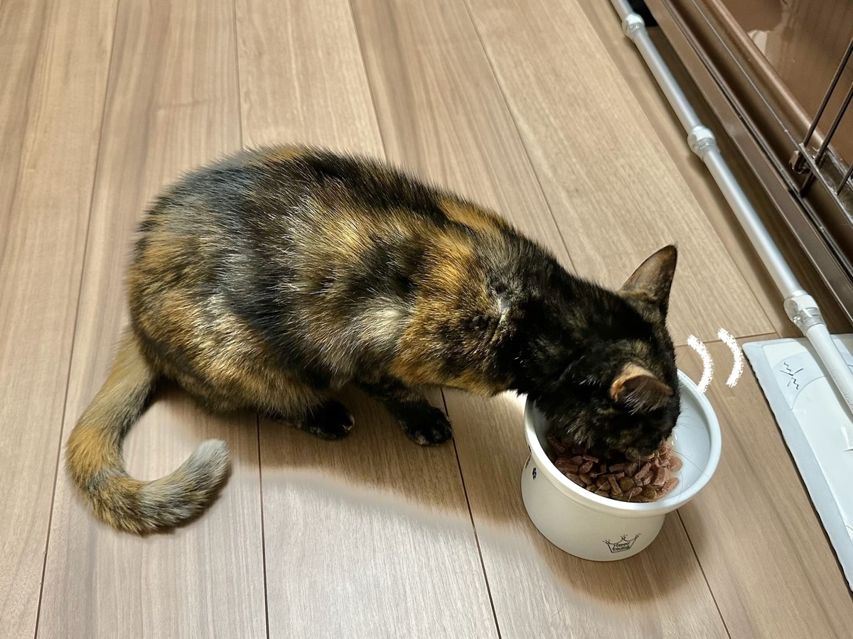 朝ごはんタイムのるるもな3