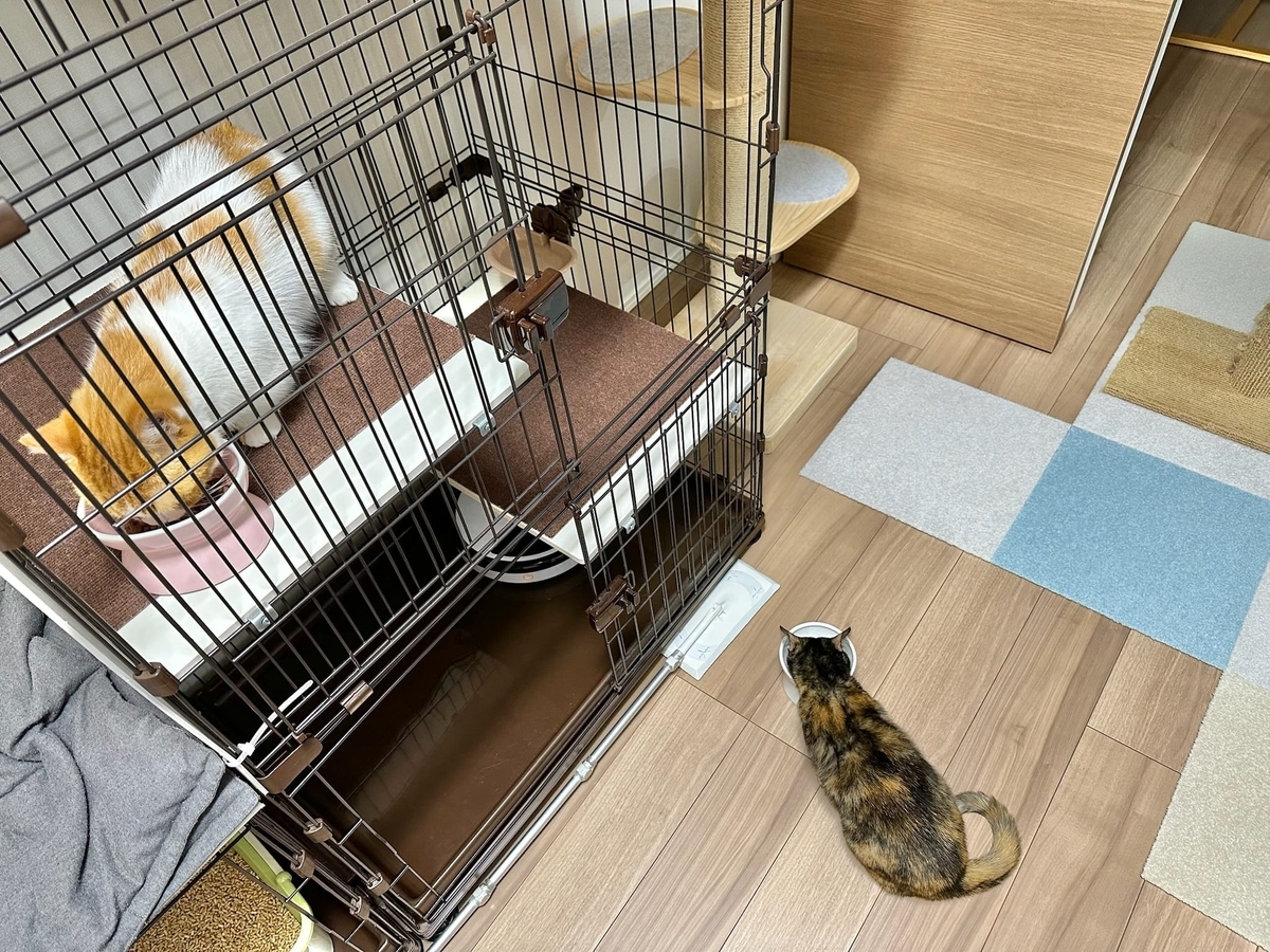 朝ごはんタイムのるるもな1