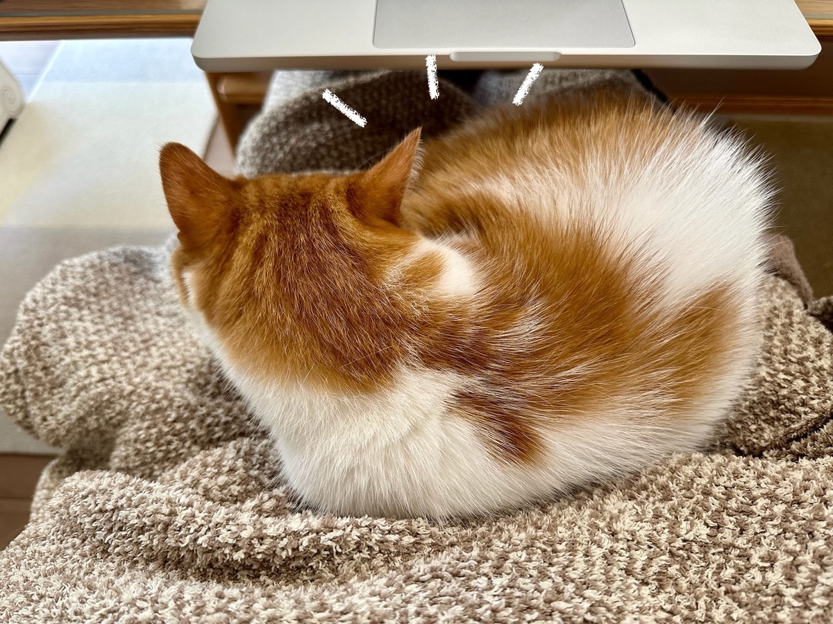 お膝猫のるるちゃん