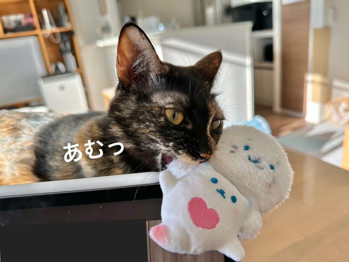 ぬいぐるみにじゃれるもなちゃん1