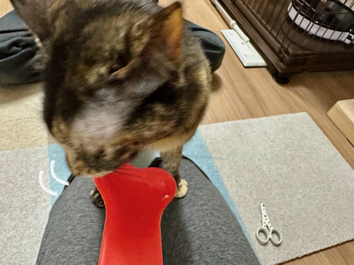 おやつタイムのもなちゃん2