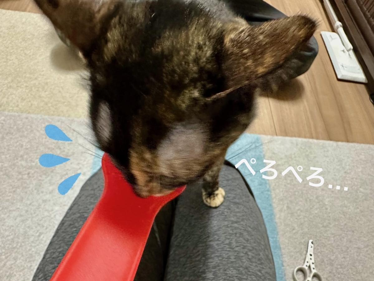 おやつタイムのもなちゃん1